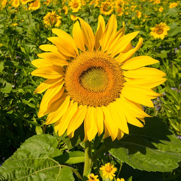 Sunflower Field Summer Germany — Stock Photo, Image