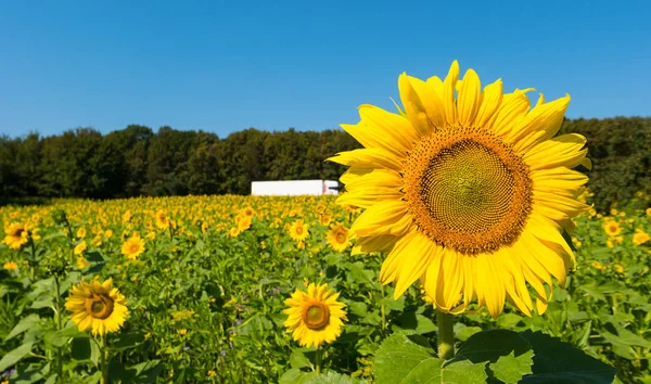 Sunflower Field Cloudy Blue Sky Truck — Stock Photo, Image