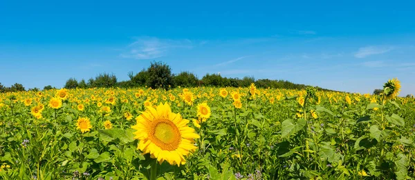 Sunflower Field Blue Sky — Stock Photo, Image