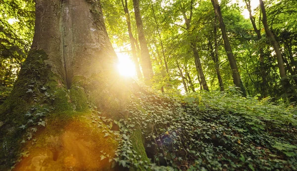 Bela Paisagem Florestal Pôr Sol — Fotografia de Stock