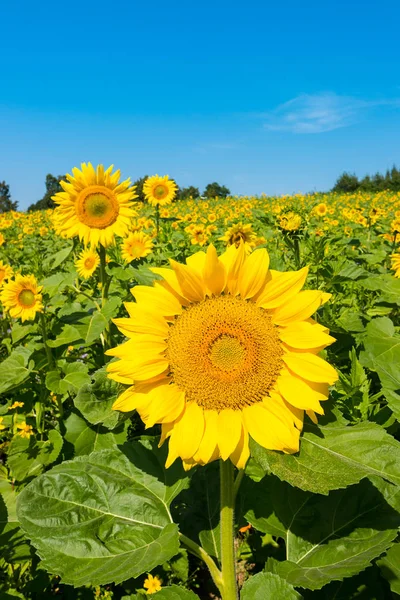 Sunflower Sunflower Field Blue Sky — Stock Photo, Image