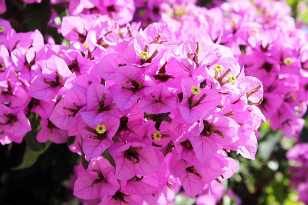 Розовые Весенние Цветы Бугенвиллия — стоковое фото