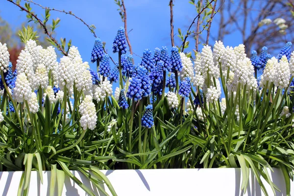 Beyaz ve bahar çiçekleri Muscari üzüm sümbül mavi. Hollanda