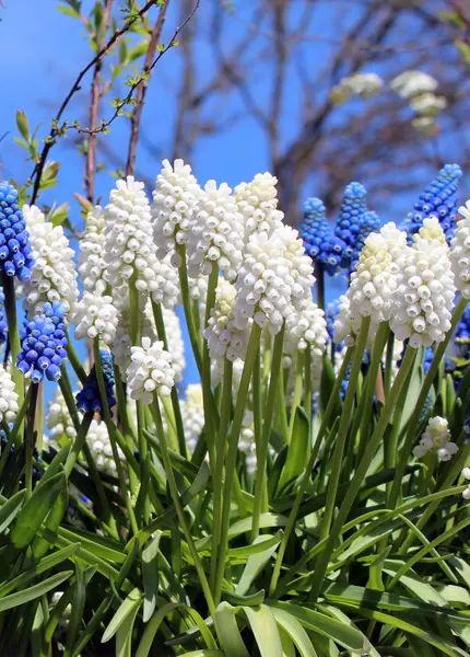 Beyaz ve mavi bahar çiçekleri Muscari üzüm sümbül .