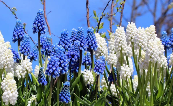 Fleurs Printanières Blanches Bleues Muscari Jacinthe Raisin — Photo