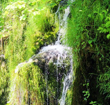 Derin orman akışında