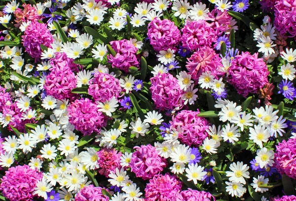 Pembe bahar çiçek çayır. Aromatik Aster, sümbül, papatya