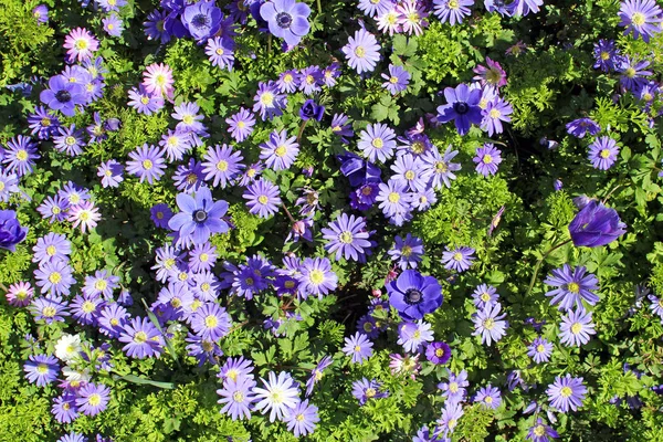 Güzel çiçek çayır. Aromatik Aster ve anemon çiçeği.