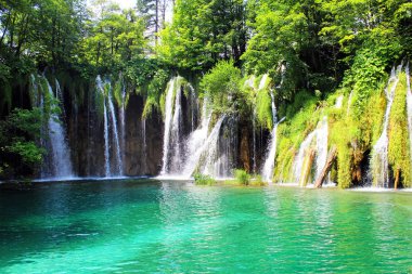 Derin orman akışında