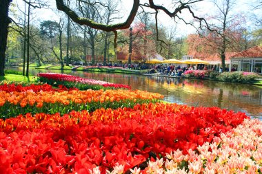 Renkli blossing Lale Park
