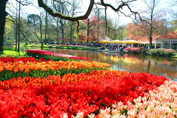 Renkli blossing Lale Park