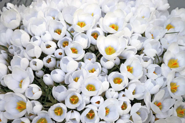 Güzel beyaz Çiğdem çayır