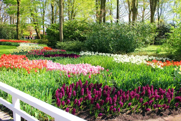 Güzel park bahçe bahar. Hollanda