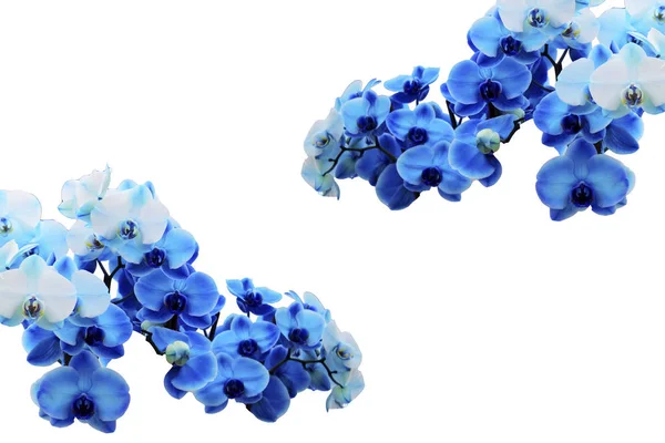 Beyaz üzerine tropikal orkide çiçek arka plan