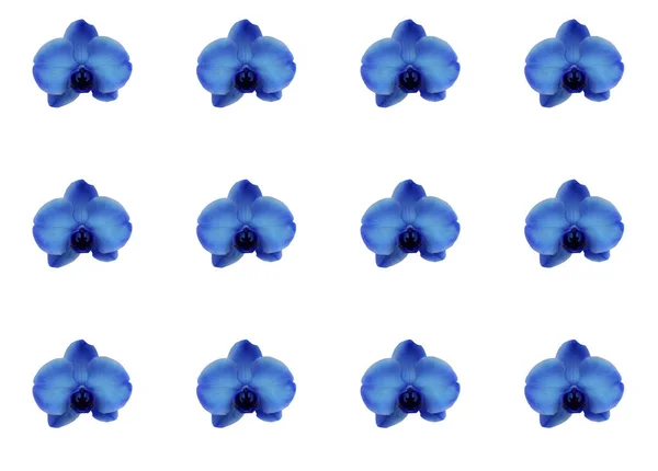 Beyaz üzerine tropikal orkide çiçek arka plan