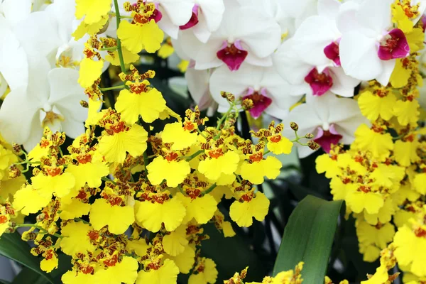 Sarı ve beyaz tropik orkideler 