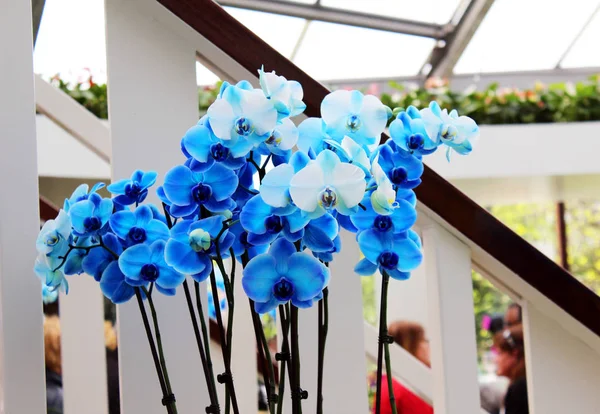 Orchidées Tropicales Bleues Belle — Photo