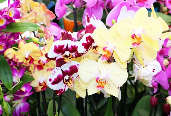 Pembe, kırmızı veya sarı güzel orkide