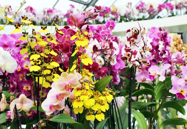 Belles Orchidées Roses Jaunes Blanches — Photo