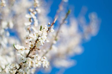 Beyaz ağacı çiçekleri