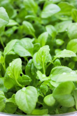 Su damlacıkları ile fidan