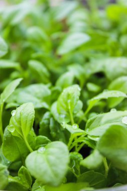 Su damlacıkları ile fidan