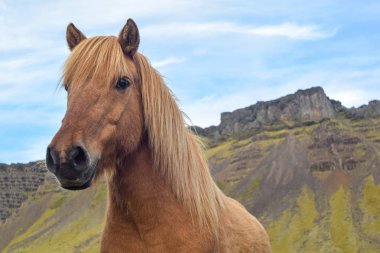 İzlanda'daki güzel atlar