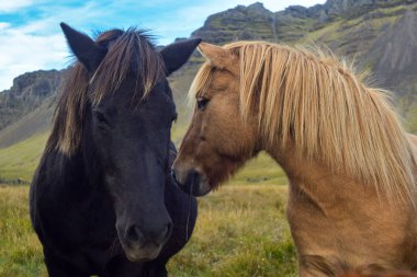 İzlanda'daki güzel atlar