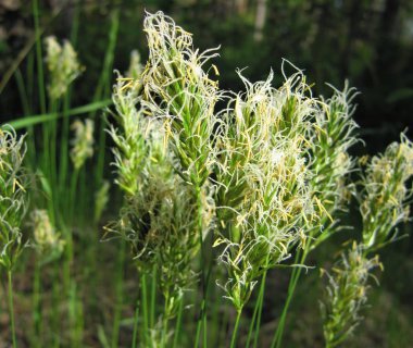 Çim, çim çiçekli. 