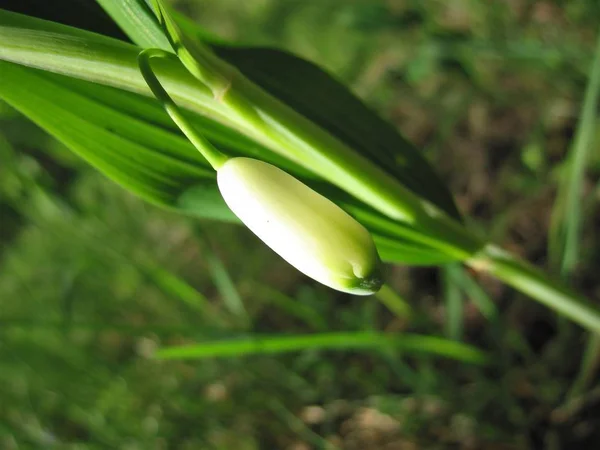 Beyaz çiçek. Bud. 