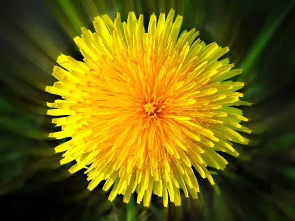 Un dente di leone in fiore nel campo . — Foto Stock