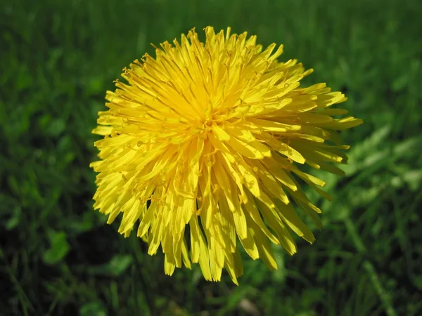 Dandelion, sarı karahindiba.