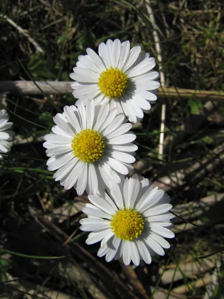 Daisy. Beyaz papatya alanında.