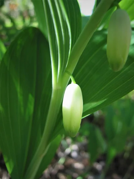 Beyaz çiçek. Bud.