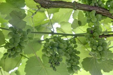 Organik yeşil üzüm