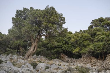 yabani zeytin ağacı