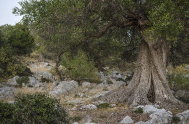 yabani zeytin ağacı