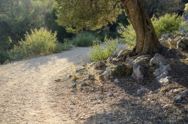 yabani zeytin ağacı