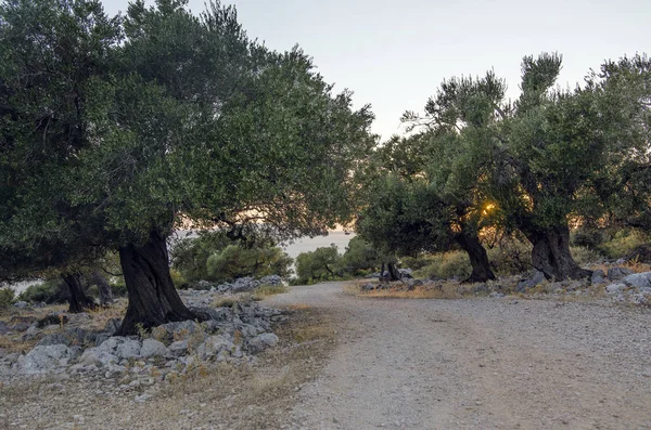 Wild olive tree — Stock Photo, Image