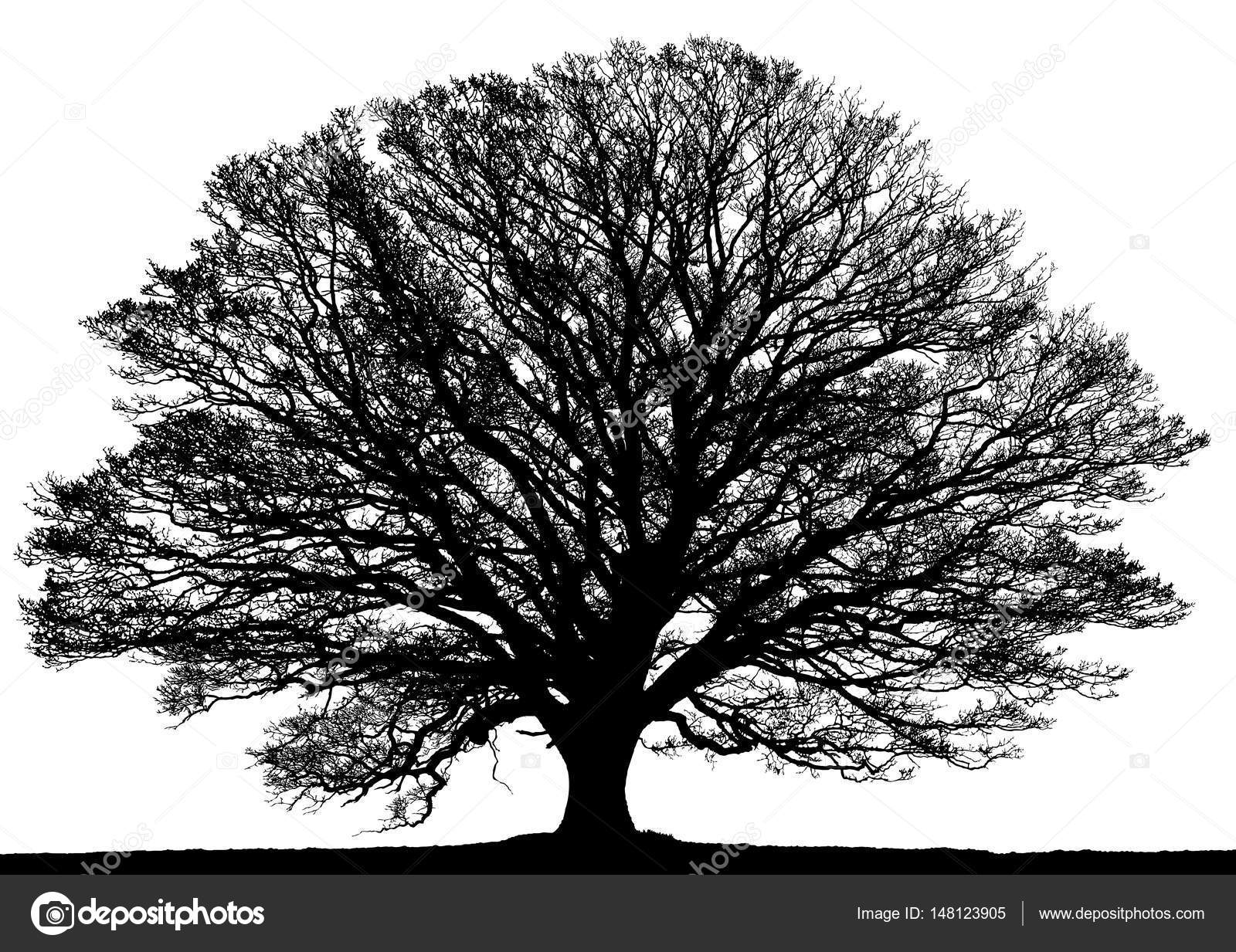 Silhouette Oak Tree Isolated White Background — Stock Photo