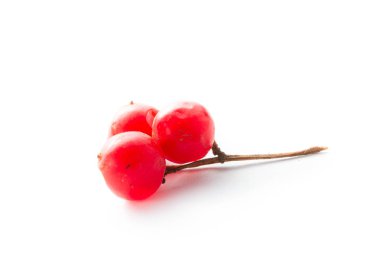 Kartopu (viburnum opulus) çilek beyaz arka plan üzerinde
