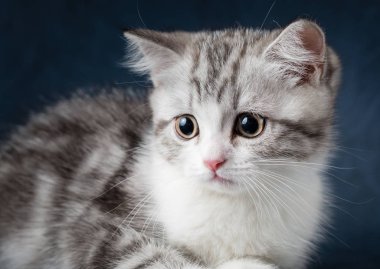 Koyu mavi zemin üzerine İskoç düz kedi portresi