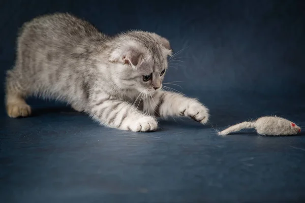 Kedi portresi scottish fold oyuncak fare ile oynarken