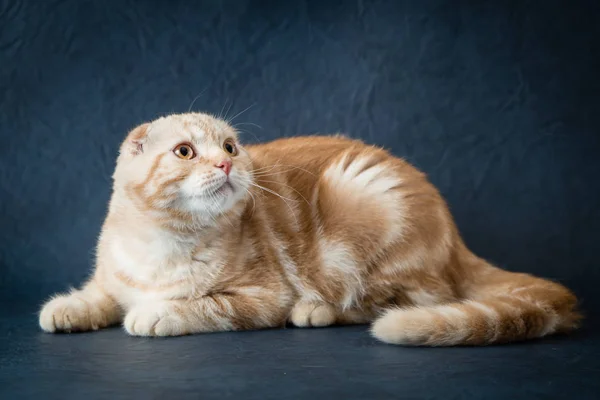 Ritratto di gatto piega scozzese su sfondo blu — Foto Stock