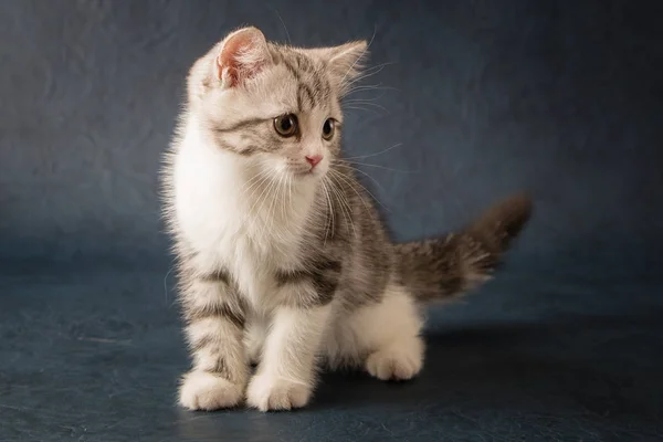 Porträt der schottischen geraden Katze auf dunkelblauem Hintergrund — Stockfoto