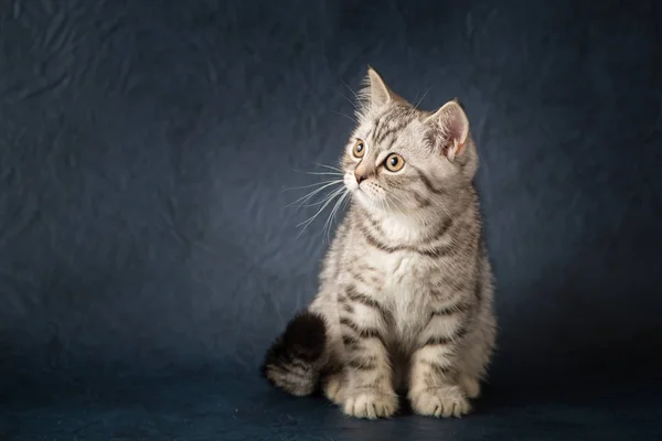 Портрет шотландський прямі кіт на синьому фоні — стокове фото