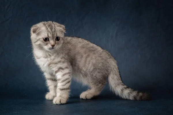 Porträt der Katze schottische Falte auf dunkelblauem Hintergrund — Stockfoto