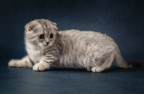 Portrait of cat scottish fold on dark blue background — Stock Photo, Image
