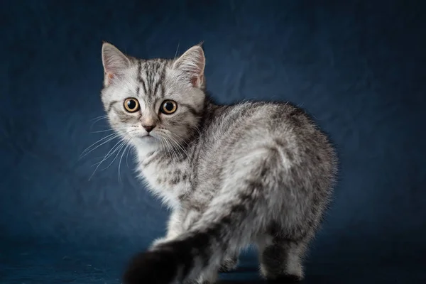 Ritratto di gatto scozzese dritto su sfondo blu scuro — Foto Stock
