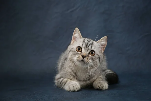 Koyu mavi zemin üzerine İskoç düz kedi portresi